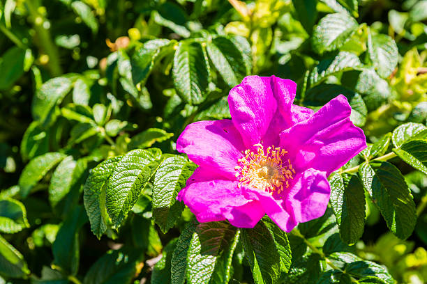 istock Rosa rugosa Thunb. - flower. 539118838