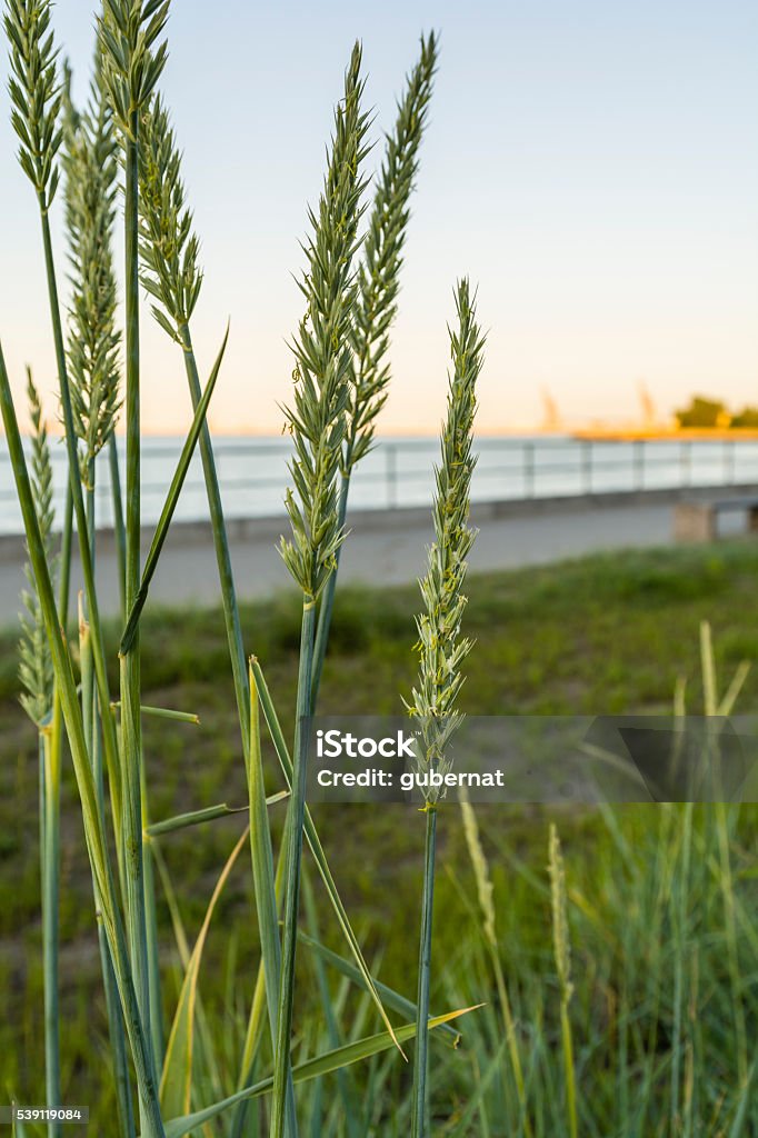 Leymus arenarius (L.) Hochst. (Elymus arenarius L.). Leymus arenarius (L.) Hochst. (Elymus arenarius L.) - plant. Grass Stock Photo