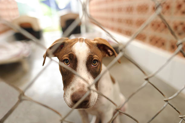 Shelter Dog stock photo