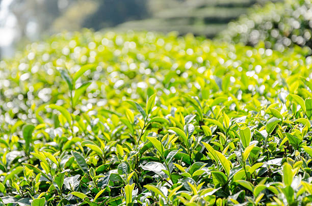 istock green tea plantation landscape 539119585
