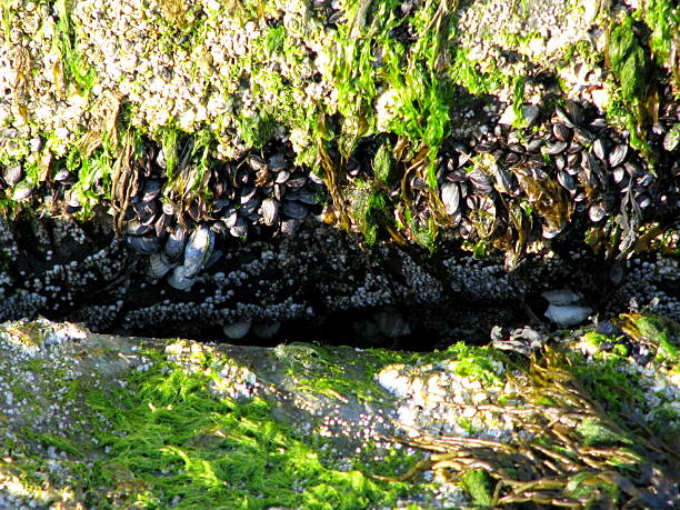 istock rocks and seaweed 539119993