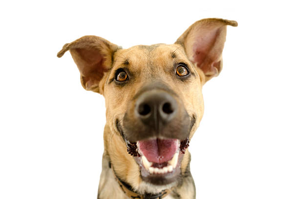 istock Happy Dog Isolated on White 539120274