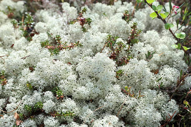 istock Vegetation of the Yamal Peninsula 539120348