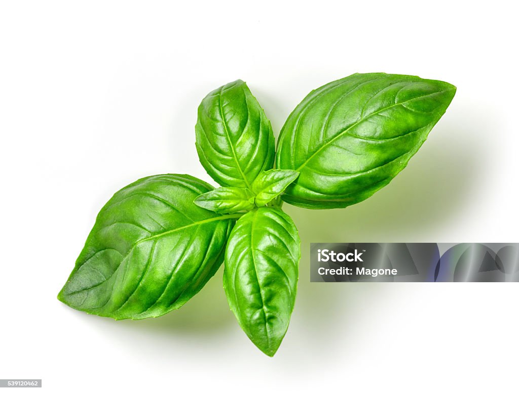 fresh green basil fresh green basil isolated on white background, top view Basil Stock Photo