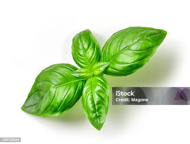 Fresh Green Basil Stock Photo - Download Image Now - Basil, Cut Out, White Background