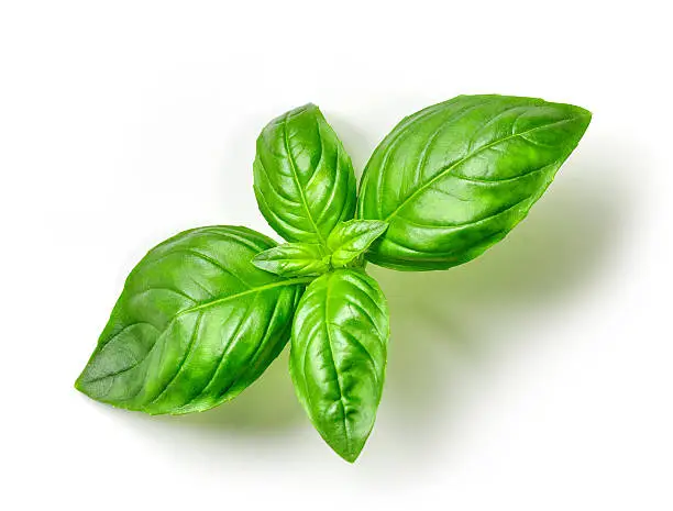 fresh green basil isolated on white background, top view