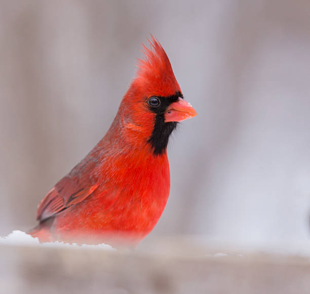 istock Northern Cardinal in winter 539120834