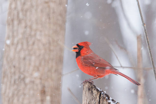 istock Northern Cardinal in winter 539120994