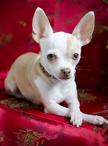 istock Elegant Chihuahua 539121281