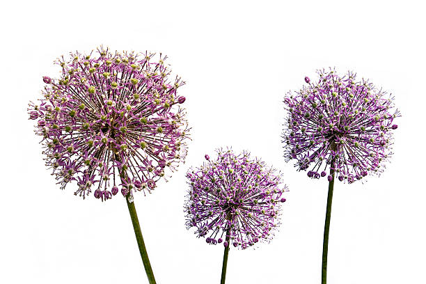 istock three flowers of garlic 539121424