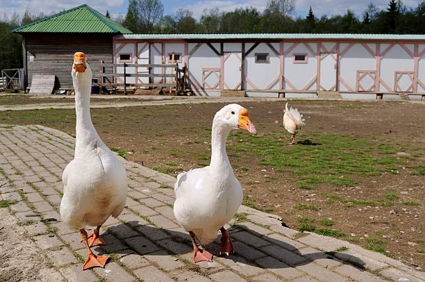 istock couple of gooses 539121714