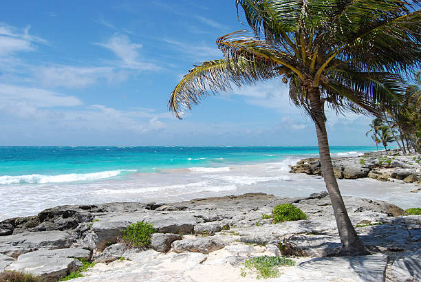 palm tree by the sea on a tropical beach