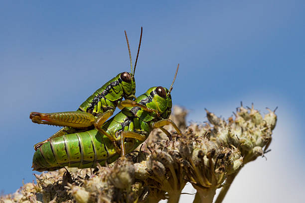 szarańcza w miłości-gody zwierząt - locust two animals insect pest zdjęcia i obrazy z banku zdjęć