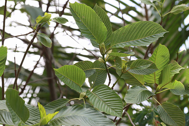 istock Kratom (Mitragyna speciosa) Mitragynine. Drugs and Narcotics 539123820