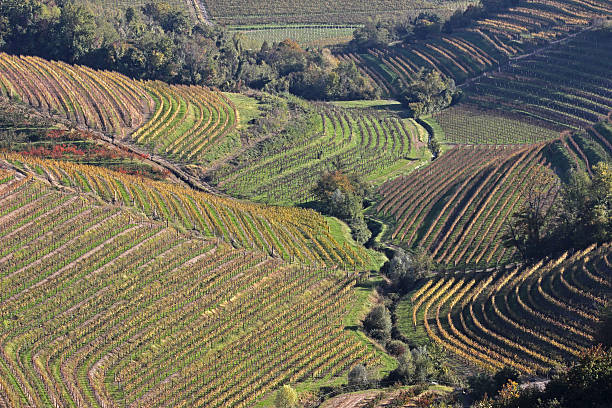 istock Vineyard Landscape in autumn 539124382