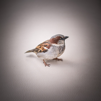 Portrait of a sparrow sitting on surface with texture of the skin, vignette, close-up