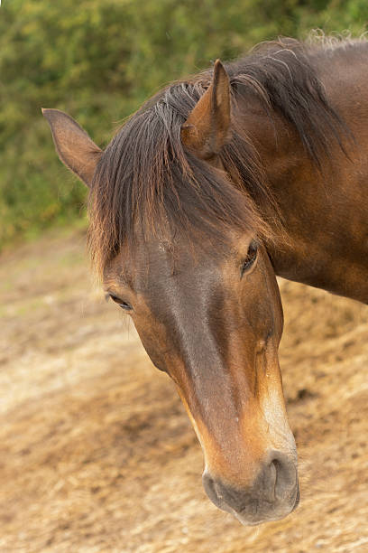 istock Have you got a carrot? 539125124
