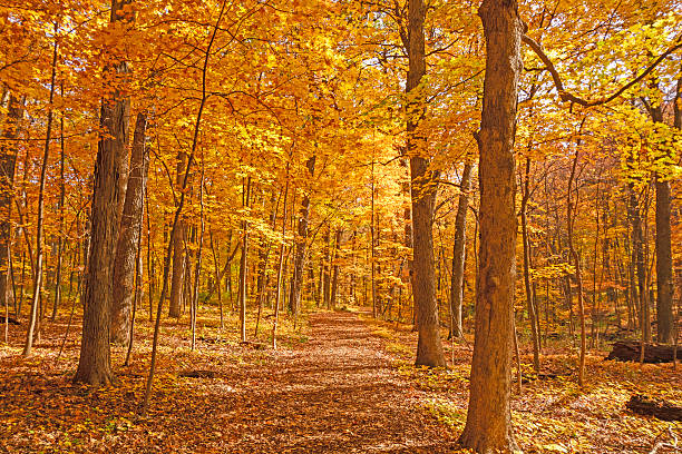 camino amarillo a través del bosque de otoño - lisle fotografías e imágenes de stock