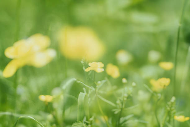 small yellow flowers on a background of green grass