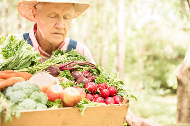 Senior adult, male farmer harvests organic vegetables.