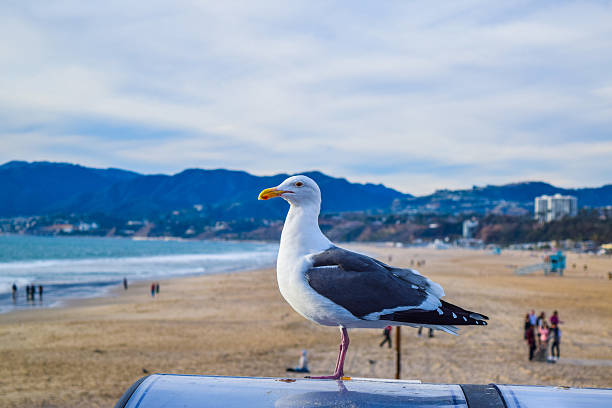 istock Beach Santa Monica Seagull on the beach background 539126678