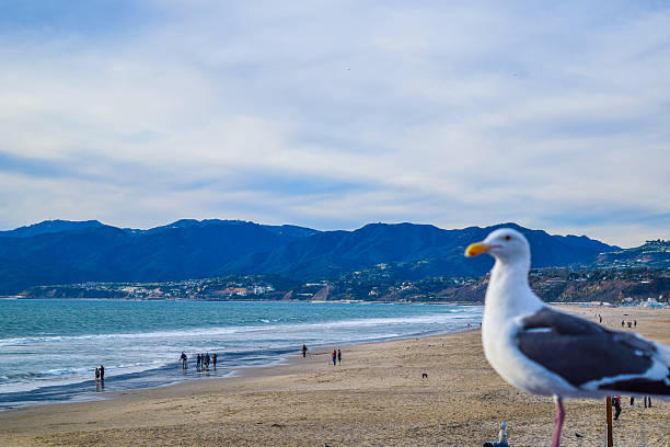 istock Beach Santa Monica Seagull on the beach background 539126686
