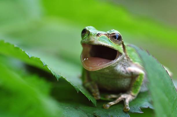 istock Hyla japonica 539128748
