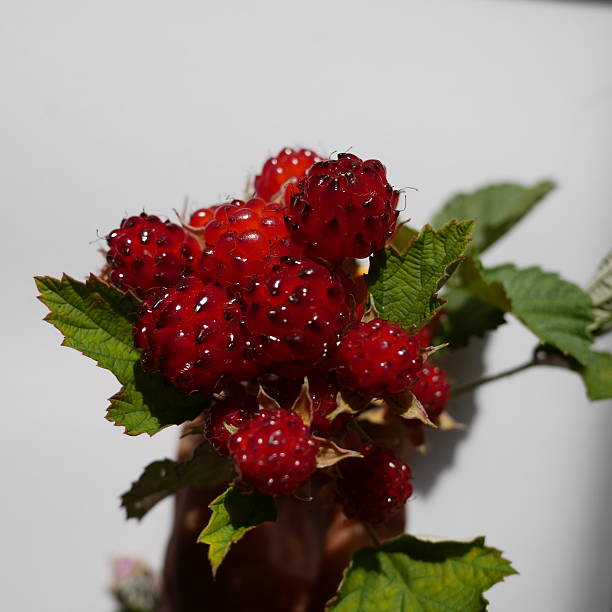 ラズベリー - raspberry berry fruit gourmet isolated ストックフォトと画像