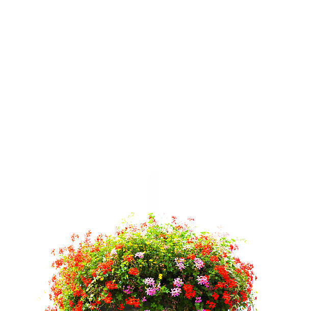 cesta con rojo y rosa flores, fondo blanco, espacio de copia - hanging flower basket isolated fotografías e imágenes de stock