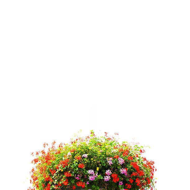 il cestello con fiori rosa e rossi, sfondo bianco, copia spazio - hanging flower basket isolated foto e immagini stock