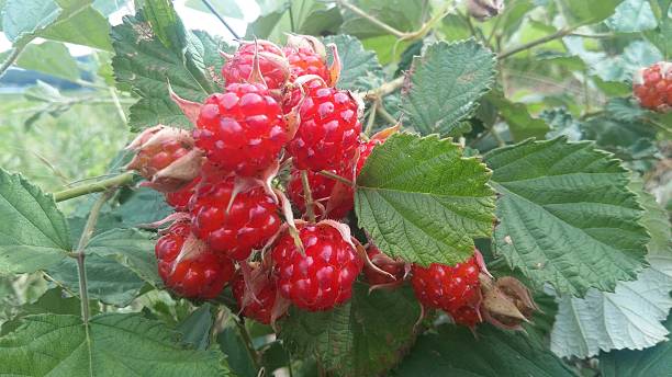 ラズベリー - raspberry berry fruit gourmet isolated ストックフォトと画像