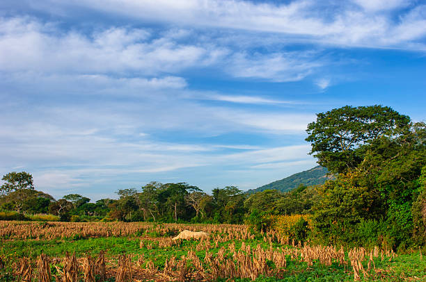 Central American early morning landscape, harvested corn field in foreground.