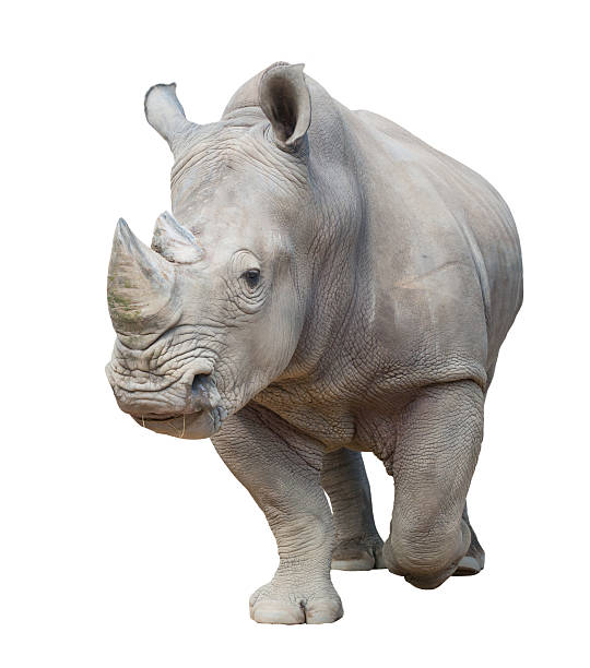 rhinoceros puste biały - nosorożec biały zdjęcia i obrazy z banku zdjęć
