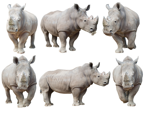 Rinoceronte blanco photo