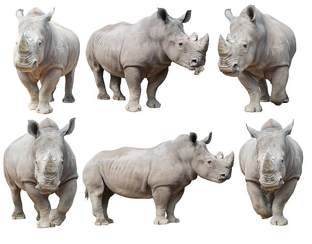 white rhinoceros white rhinoceros, square-lipped rhinoceros isolated on white background rhinoceros stock pictures, royalty-free photos & images