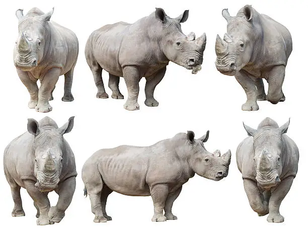 Photo of white rhinoceros
