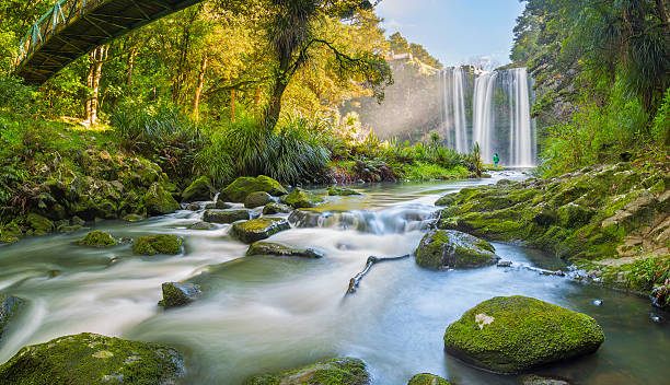 Whangarei  falls New Zealand Beauty of the Whangarei falls, Northland, New Zealand The beauty of the falls is unmatched and heavenly on a clear sunny day .. The picturesque waterfall is 26.3m high and falls over basalt cliffs. northland new zealand stock pictures, royalty-free photos & images