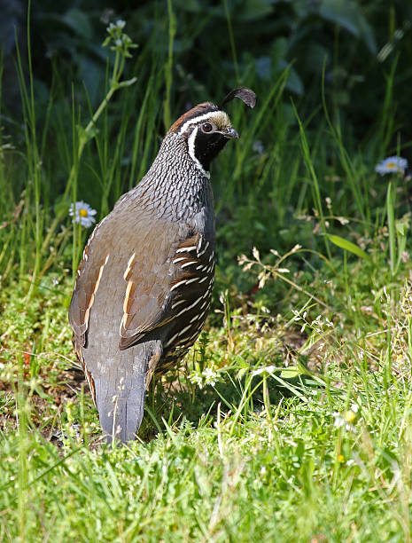 istock California Quail Eye Contact 539131514
