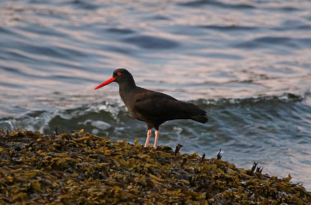 Black Oystercatcher A Black Oystercatcher (Haematopus bachmani) fishing at dusk along the shores of Gabriola Island, British Columbia, Canada. charadriiformes stock pictures, royalty-free photos & images