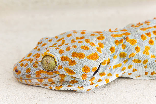 istock Focused eye and head gecko or gecko verticillatus 539131678