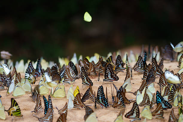 istock Group of butterfly on the ground 539132052