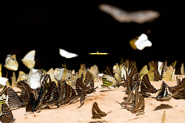 istock Group of butterfly on the ground 539132072