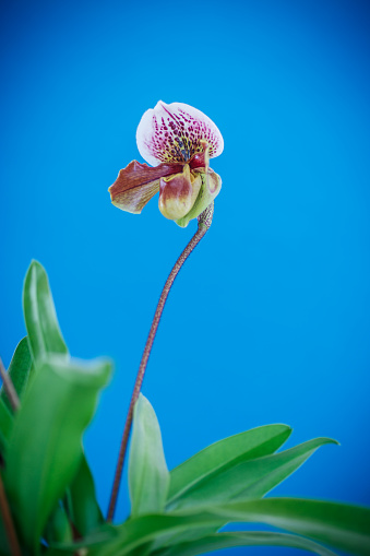 lady's slipper orchid on a blue background