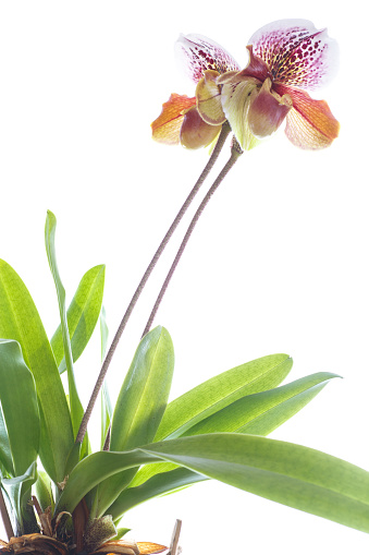 lady's slipper orchid on a white background