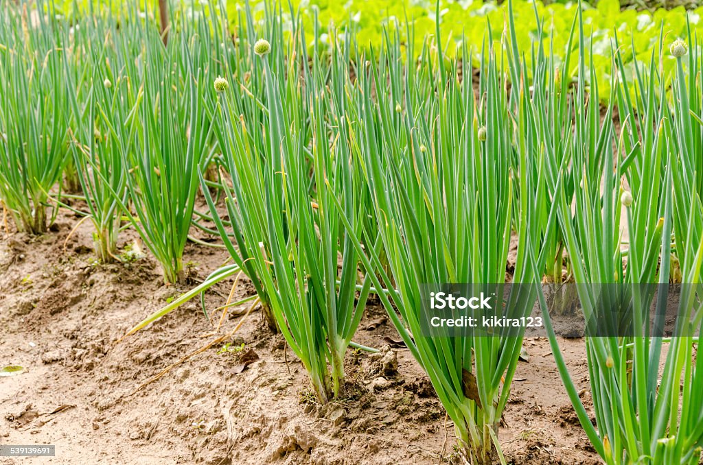 Growing Spring onions also known as salad onions Growing Spring onions also known as salad onions on garden background 2015 Stock Photo