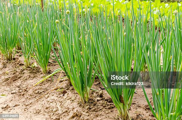 Growing Spring Onions Also Known As Salad Onions Stock Photo - Download Image Now - 2015, Abdomen, Agriculture