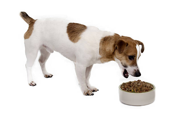 istock jack russell eats mixed dry dog food from a bowl 539139767