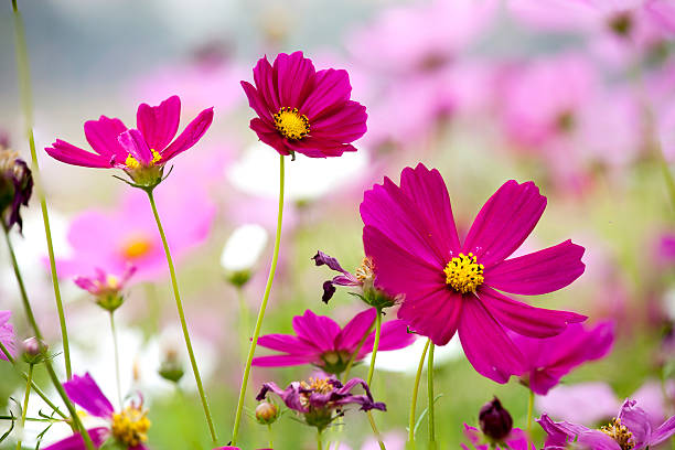 istock cosmos flower in the garden 539139863