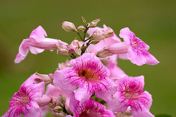 цветочный кластер pandorea ricasoliana - podranea ricasoliana фотографии стоковые фото и изображения