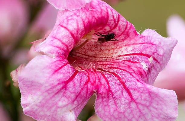 розовый trumpet - podranea ricasoliana фотографии стоковые фото и изображения